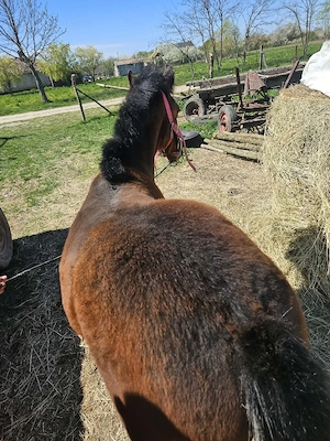 manz de vânzare  - imagine 3