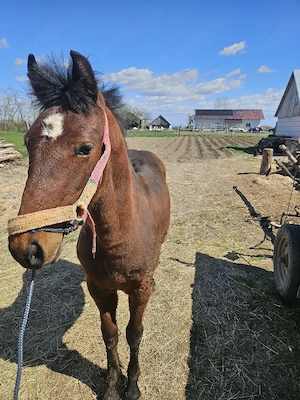 manz de vânzare  - imagine 2