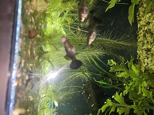 Black moscow guppy pui  - imagine 4