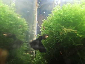 Black moscow guppy pui  - imagine 2