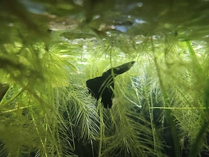 Black moscow guppy pui 