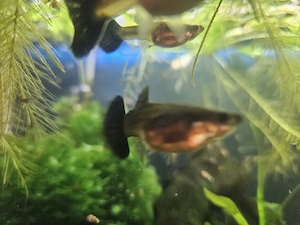 Black moscow guppy pui  - imagine 3