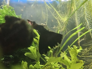 Black moscow guppy pui  - imagine 5
