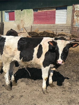 vitel de vanzare  - imagine 2