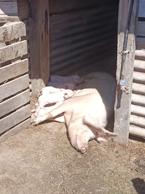 De vânzare scroafă cu  6 purcei 2 săptămâni purceii - imagine 2