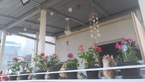 Casa tip duplex 3 camere+mansarda mobilata si utilata - imagine 6