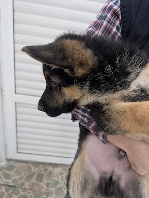 Pui Ciobanesc German