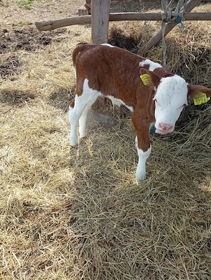 De vânzare doi tauri - imagine 2