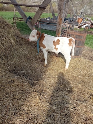 De vânzare doi tauri