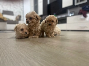 Maltipoo catei - imagine 2