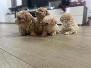 Maltipoo catei - imagine 3