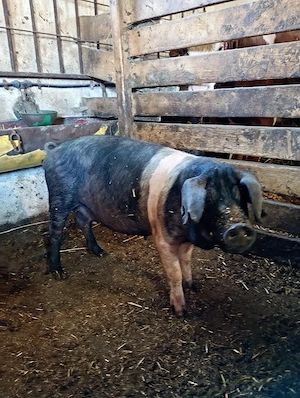 Vând Scroafă Bazna .