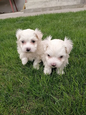 Bichoni maltezi de vanzare - imagine 3