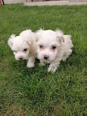 Bichoni maltezi de vanzare