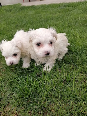 Bichoni maltezi de vanzare - imagine 2