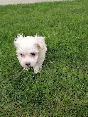 Bichoni maltezi de vanzare - imagine 4