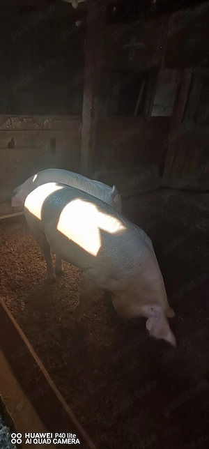 Porci de vânzare 