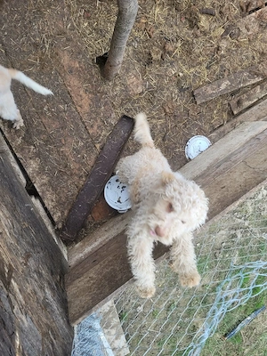 Pereche de pui de rasa Lagotto Romagnolo - imagine 3