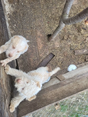 Pereche de pui de rasa Lagotto Romagnolo - imagine 2