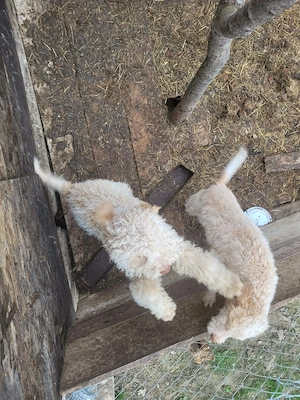 Pereche de pui de rasa Lagotto Romagnolo - imagine 4