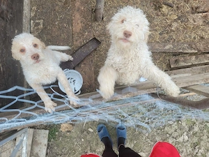 Pereche de pui de rasa Lagotto Romagnolo