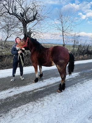 Vând mânze de 2 ani 