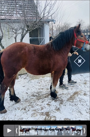 Vând mânze de 2 ani  - imagine 3