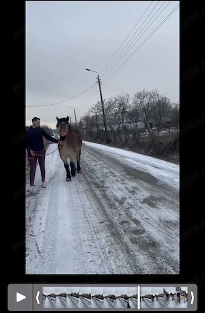 Vând mânze de 2 ani  - imagine 5