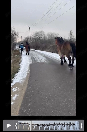 Vând mânze de 2 ani  - imagine 4