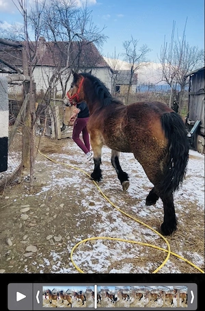 Vând mânze de 2 ani  - imagine 2