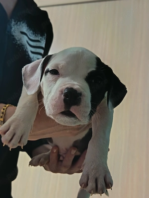 Vând pui Amstaff 