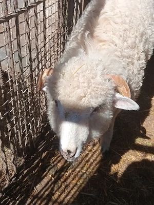 Miel , berbecut de vanzare