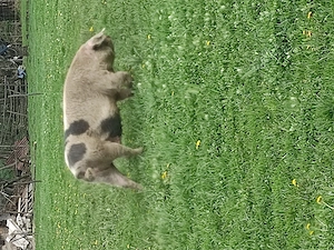 Scroafa gestanta 250kilograme - imagine 2