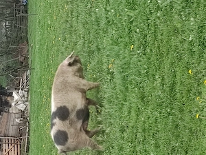 Scroafa gestanta 250kilograme - imagine 3