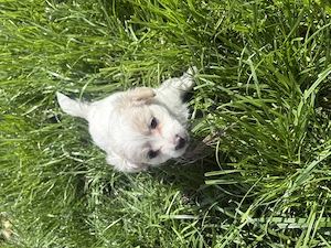 Bichon Maltez   1 cățelușă 