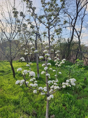 Casa de vanzare in zona foarte linistita - imagine 4