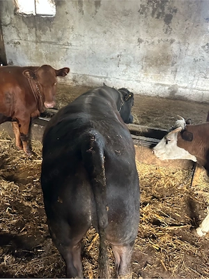 vand taur angust  - imagine 4