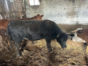 vand taur angust  - imagine 2