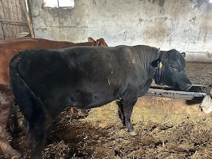 vand taur angust  - imagine 3