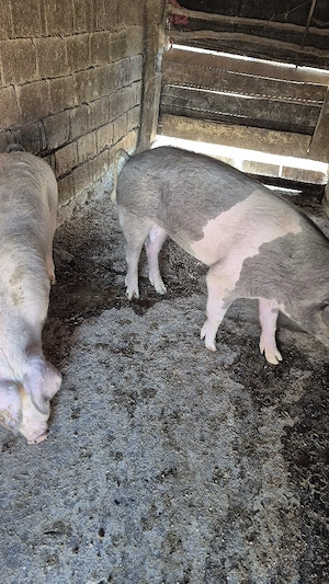 vand porci - imagine 2