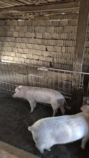 vand porci - imagine 3