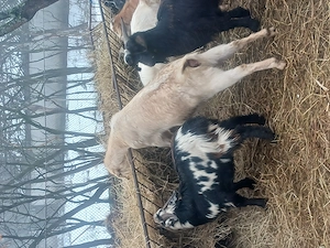 Iezi de vânzare între 10 și 30 kg