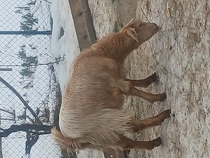 Iezi de vânzare între 10 și 30 kg - imagine 2