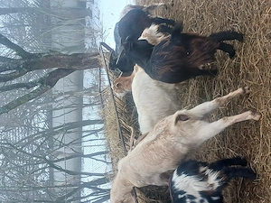 Iezi de vânzare între 10 și 30 kg - imagine 3