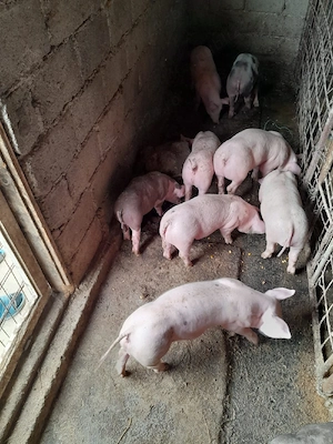 Vand purcei de carne - imagine 2