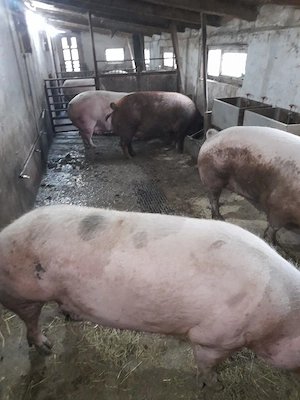 Scroafe pentru sacrificat  - imagine 4