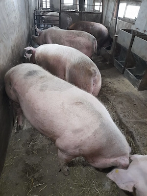 Scroafe pentru sacrificat 