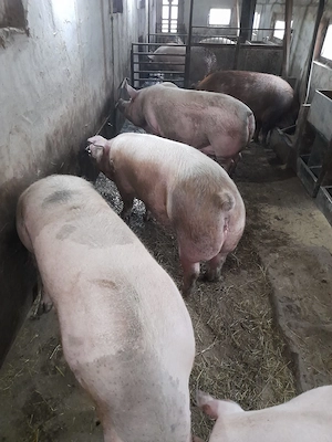 Scroafe pentru sacrificat  - imagine 2