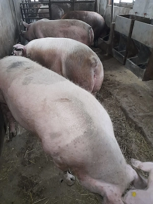 Scroafe pentru sacrificat  - imagine 3