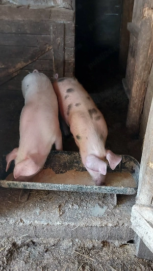 Purcele de vânzare.  - imagine 2